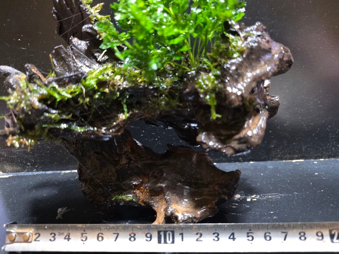 ボルビティススモールリーフ巻き 台座流木