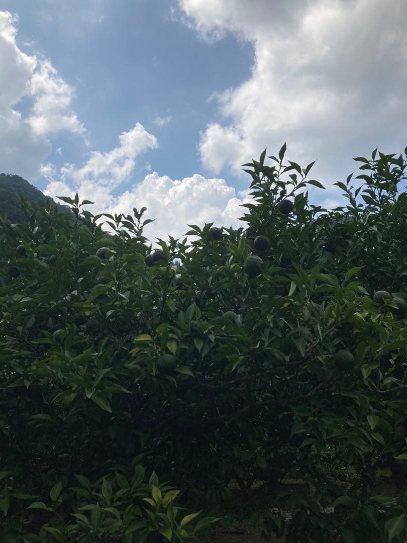 完全無農薬　青ゆず　青柚子　箱込み10kg弱