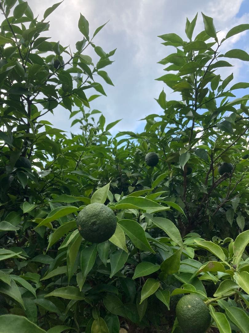 完全無農薬　青ゆず　青柚子　箱込み10kg弱