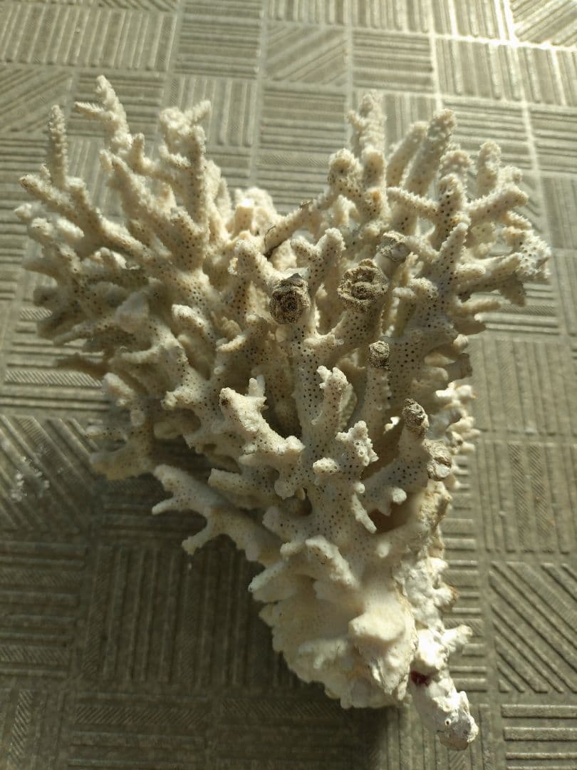 デスロック ホワイトサンゴ おまとめ