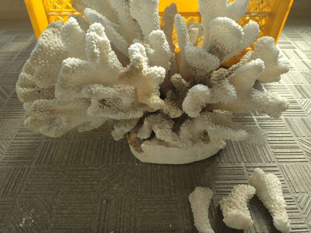 デスロック ホワイトサンゴ おまとめ