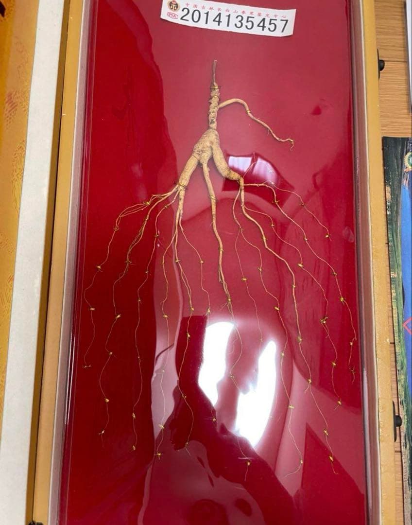 鑑定書付き 中国山参人参　置物　飾り物　高麗人参 シリアル付き