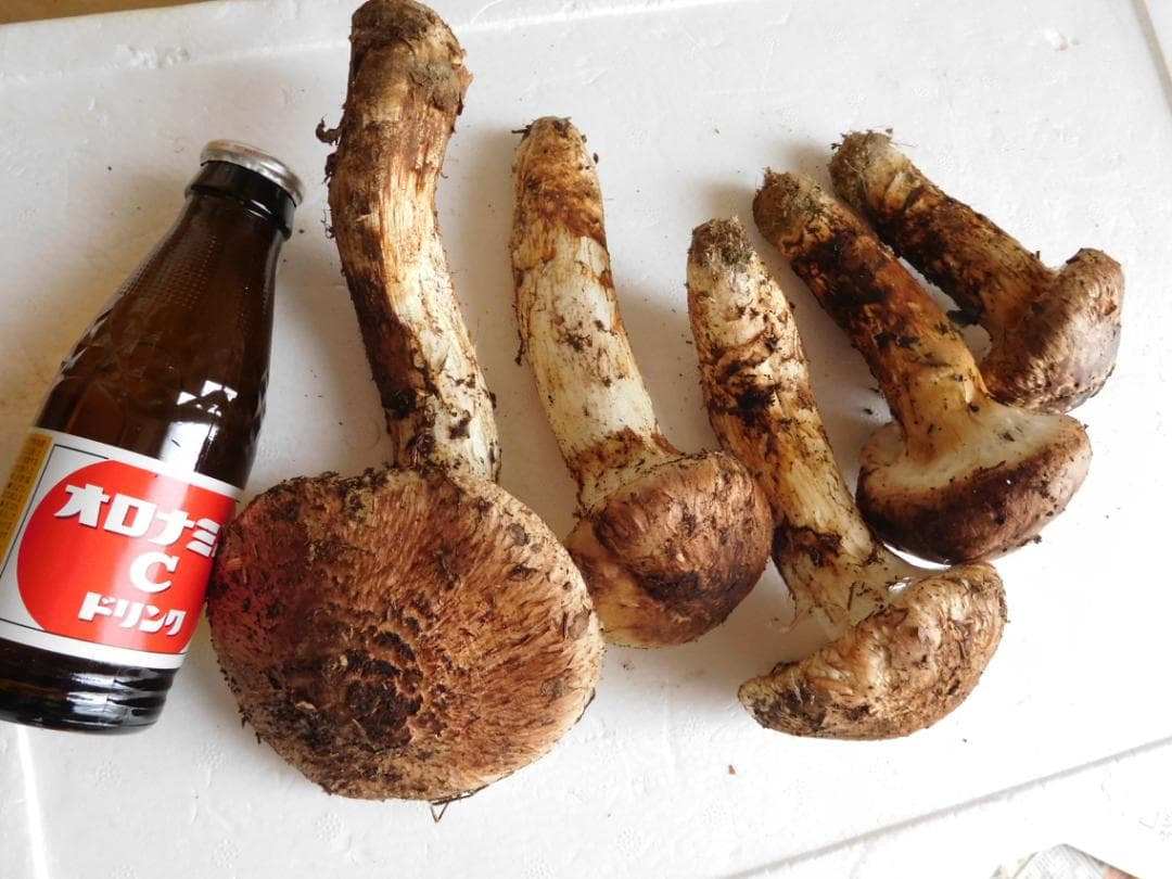 ☆岩手県産松茸　　☆360グラム ☆19日採取