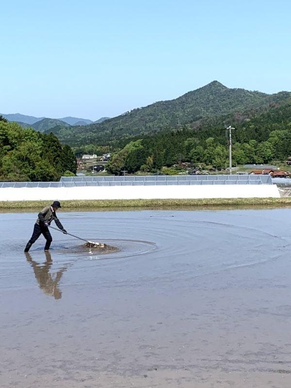 農家保有米 令和7年産 15キロ 玄米 コシヒカリ 15kg(5kg×3袋)新米
