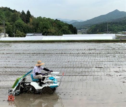 農家保有米 令和7年産 15キロ 玄米 コシヒカリ 15kg(5kg×3袋)新米