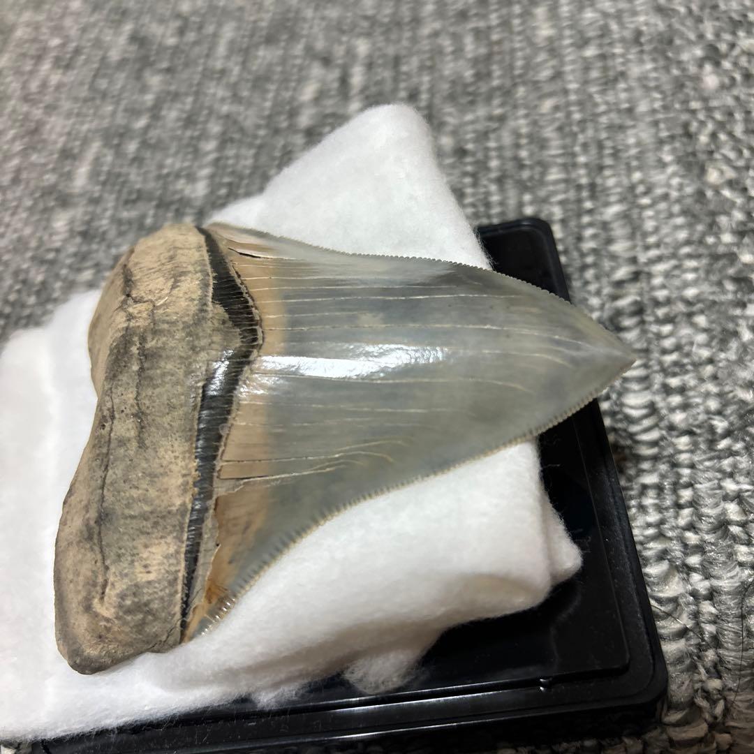 極上 メガロドン 歯 化石 本物 USA