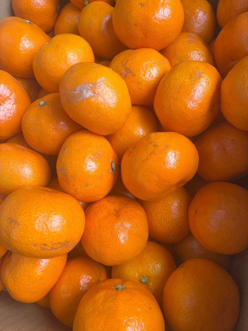 温州みかん 樹熟大坊みかん 優品(家庭用傷あり)2S～Mサイズ10kg