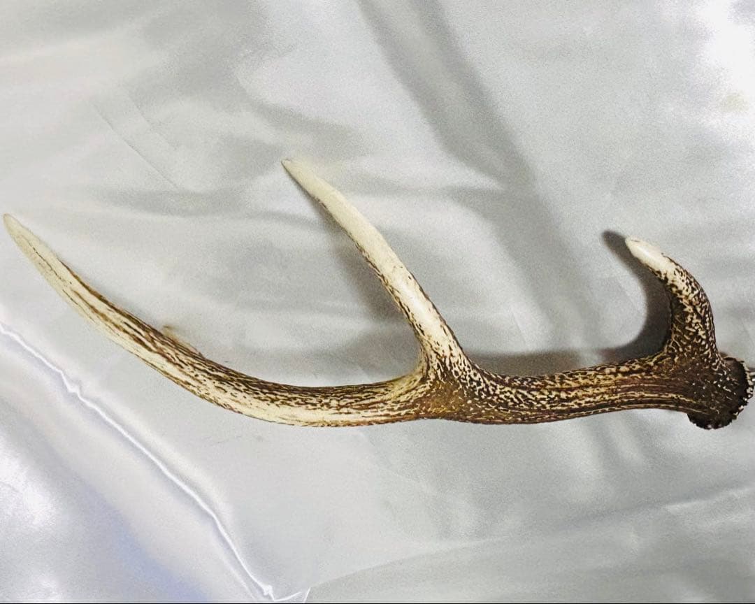 鹿の角　左右セット　テント タープ　希少！4角品（左右8ポイント）