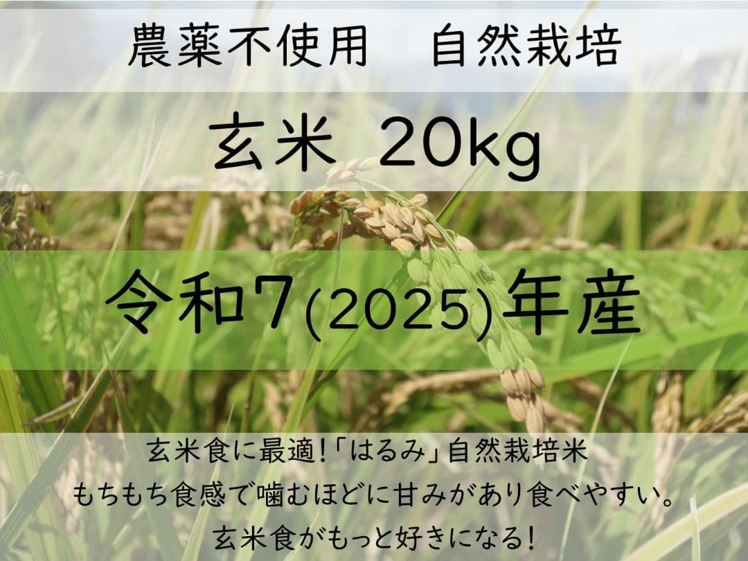 20kg　玄米食に最適「はるみ」自然栽培米　農薬不使用　玄米
