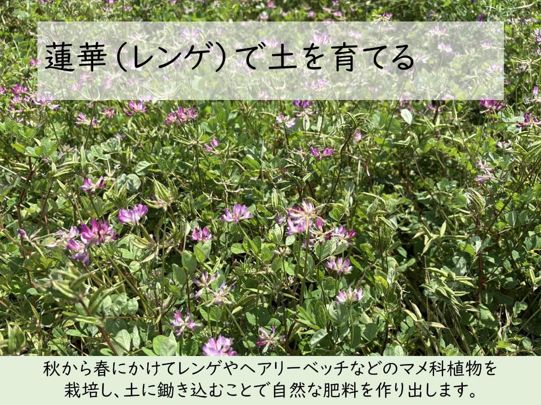 20kg　玄米食に最適「はるみ」自然栽培米　農薬不使用　玄米