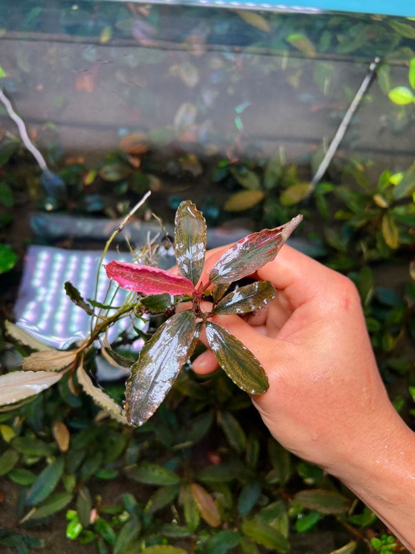 ブセファランドラｓｐ. ピンクバリエガータい斑入り 水中葉 2株