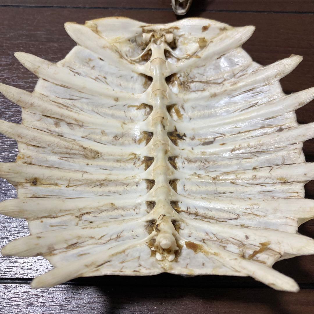 亀の骨標本（甲羅・頭骨付き）すっぽん