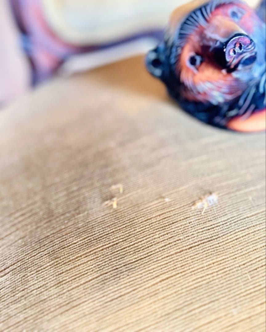 アンティーク アームチェア フランス様式 19世紀末｜修復前 低座