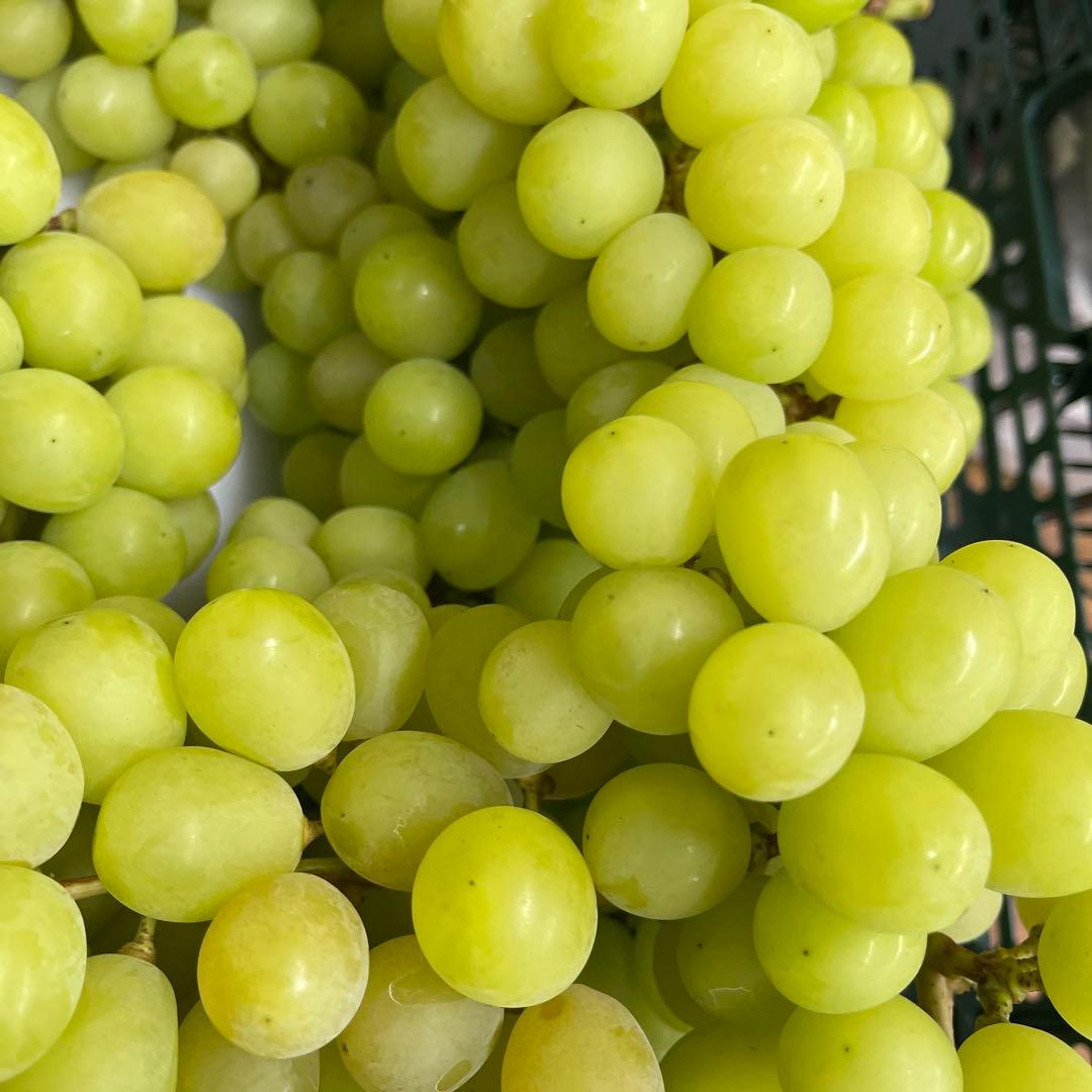 シャインマスカット 房 4キロ