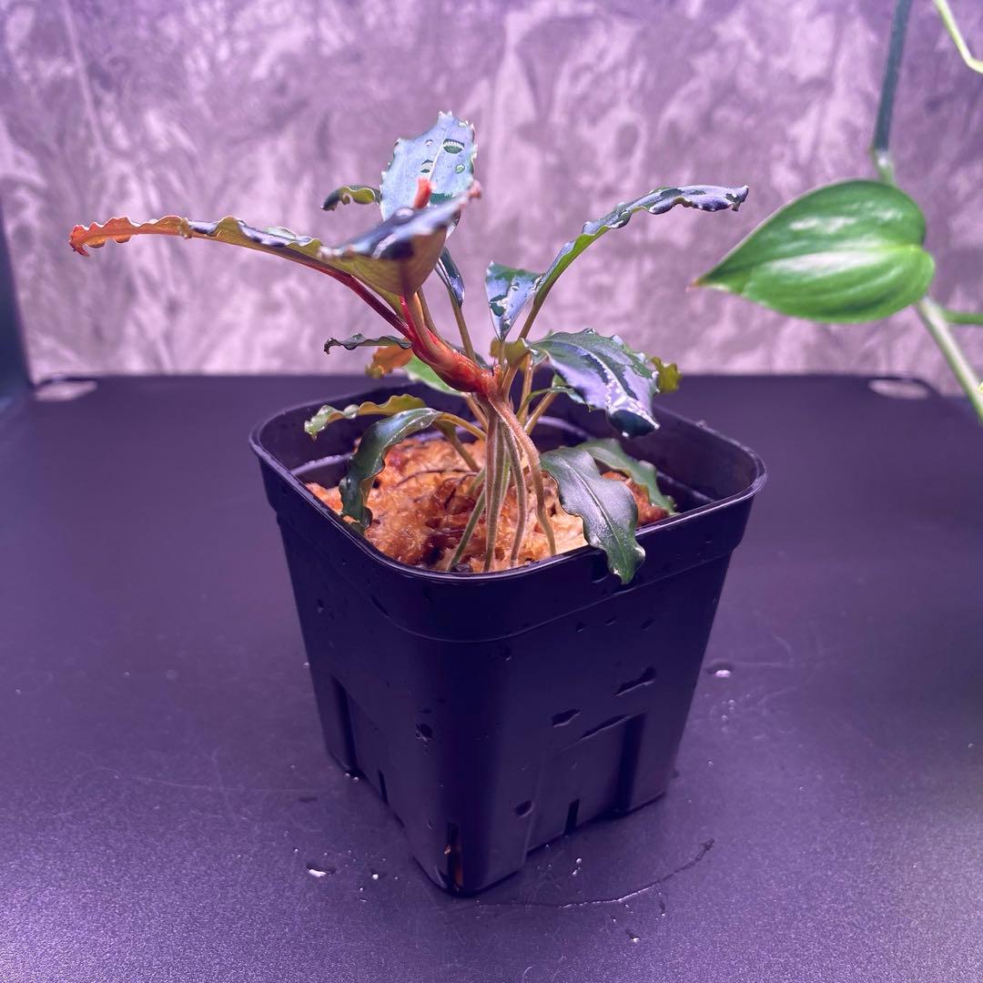 Buce sp. “Galaxy llic midnight blue”