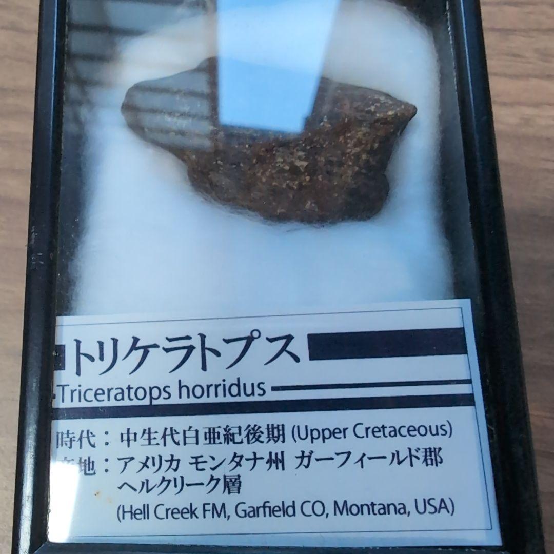 本物　トリケラトプス　角化石　ラベルケース付き