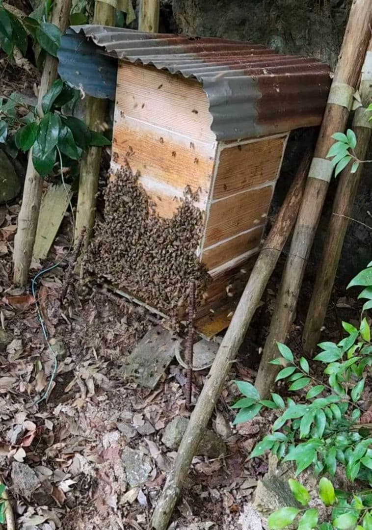 ニホンミツバチの蜂蜜 wp.jumbo.100kg