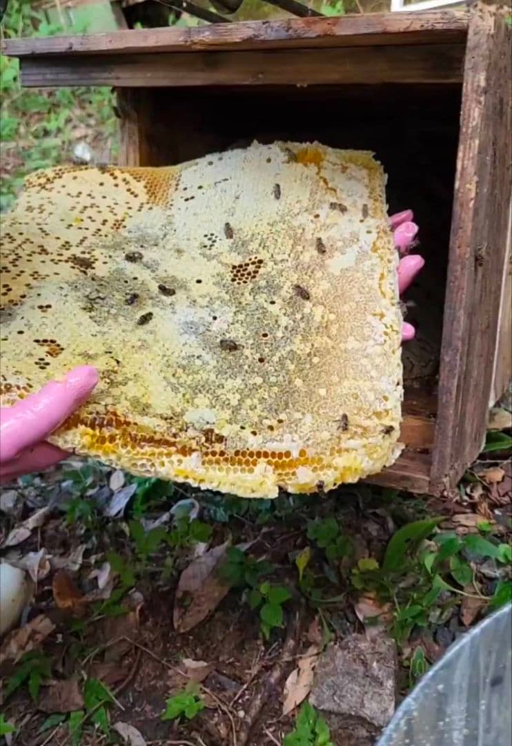 ニホンミツバチの蜂蜜 wp.jumbo.100kg