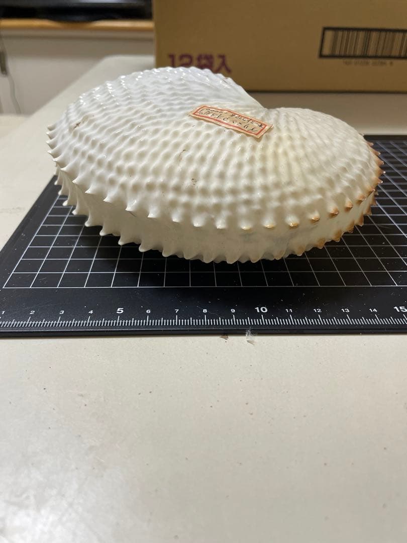 貝殻　標本　チリメンアオイガイ