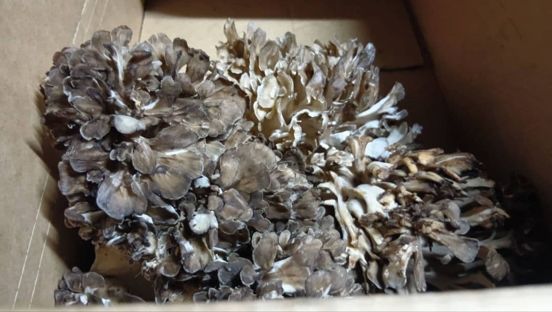 岩手県産　天然黒舞茸　1.2キロ