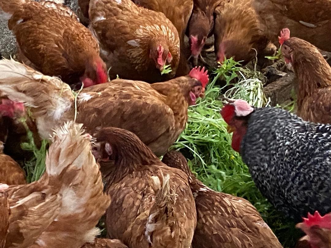 大分県産平飼い鶏卵 160個入り