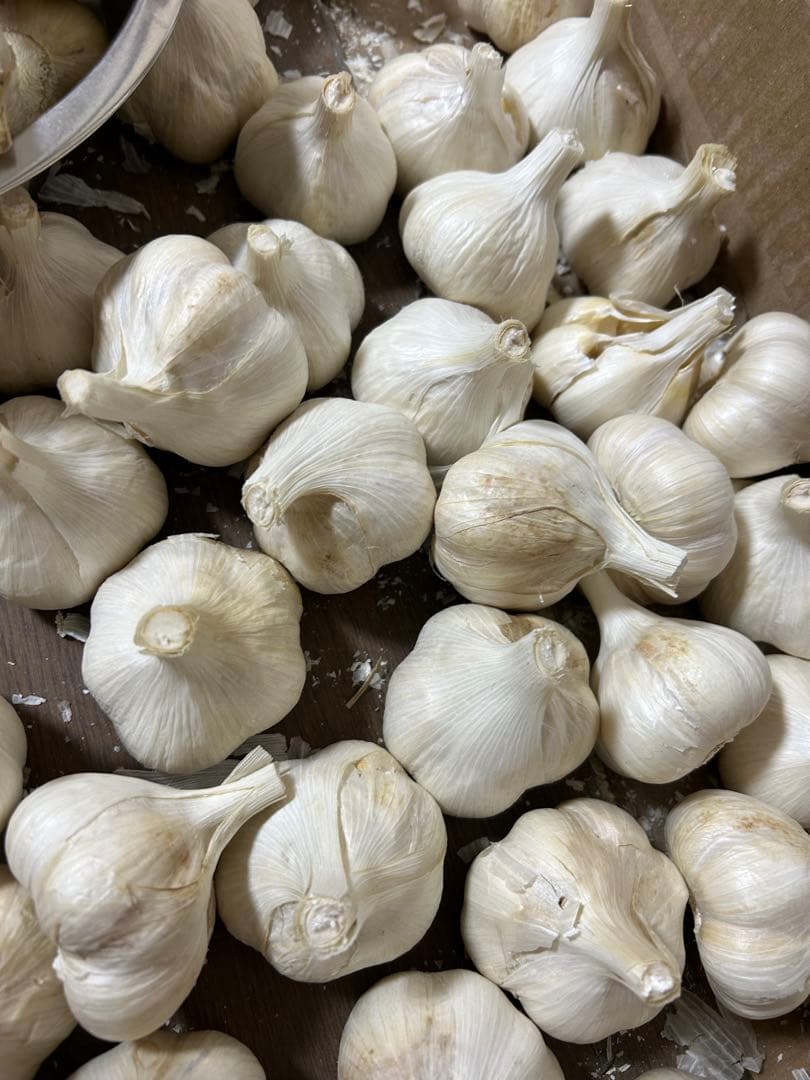 青森にんにく　訳ありにんにくMサイズ10キロ　ホワイト六片種にんにく国産にんにく