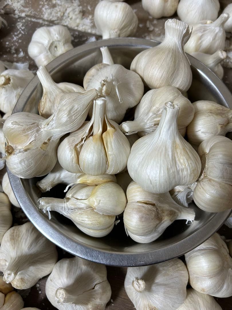 青森にんにく　訳ありにんにくMサイズ10キロ　ホワイト六片種にんにく国産にんにく