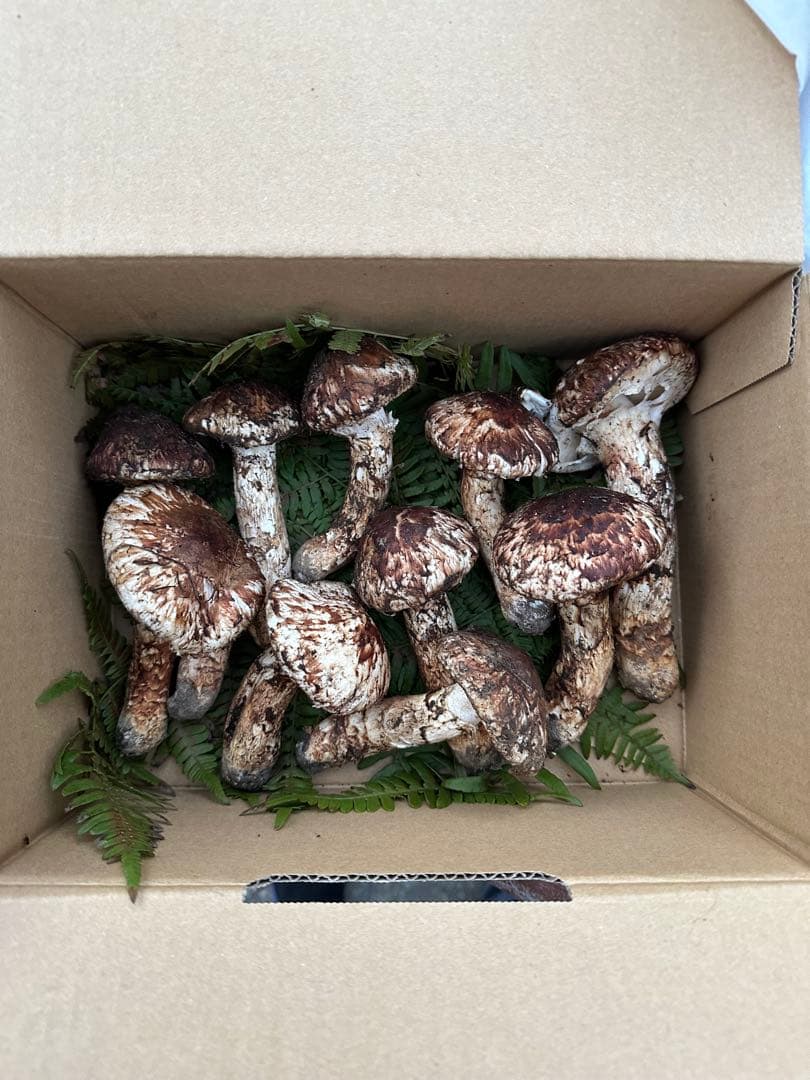 国産松茸　875g 【専用】ちーさん専用