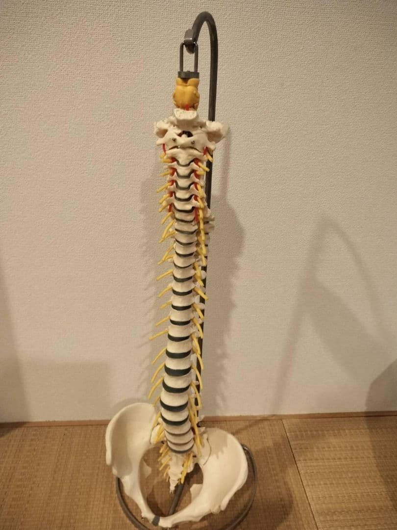 脊柱模型90cm 骨格標本 スタンド付き　人体模型　カイロ　整体　整骨院　鍼灸