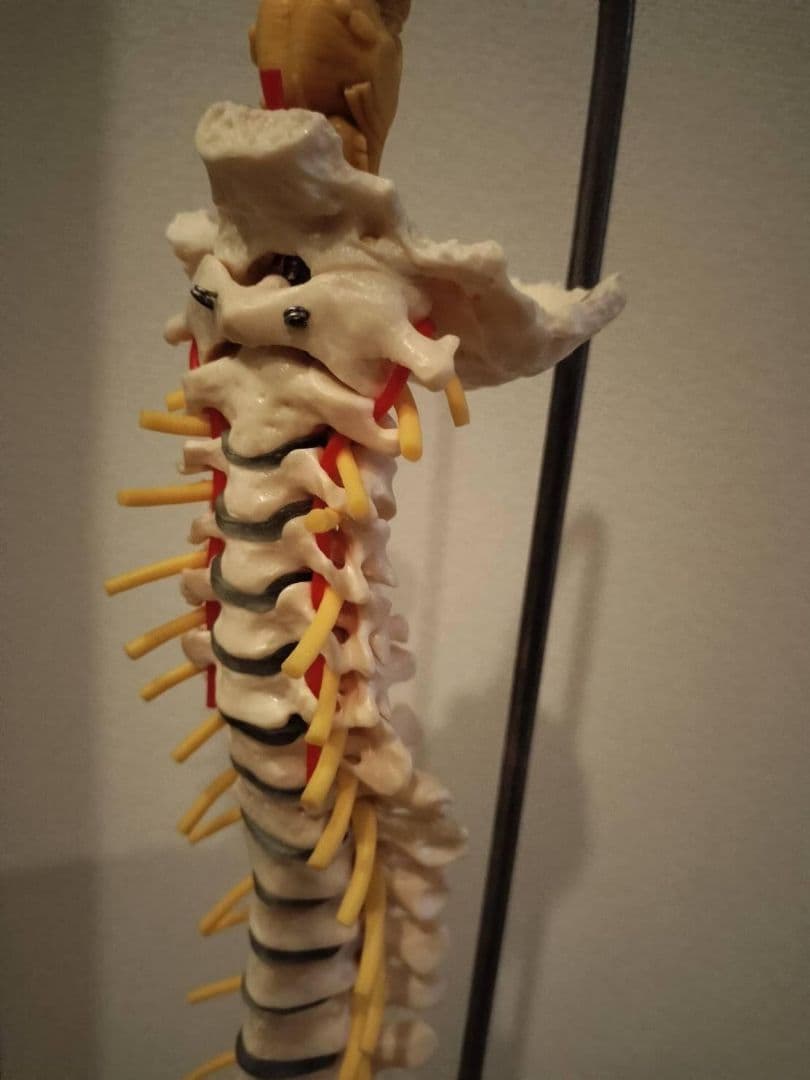 脊柱模型90cm 骨格標本 スタンド付き　人体模型　カイロ　整体　整骨院　鍼灸