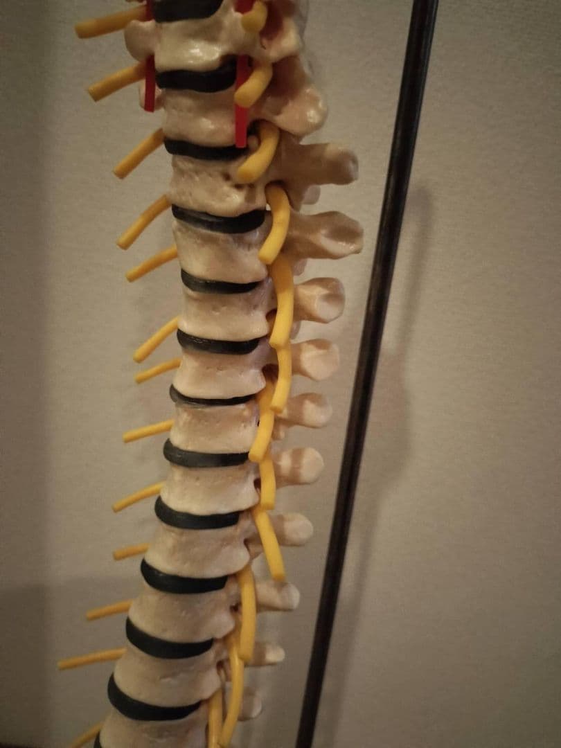 脊柱模型90cm 骨格標本 スタンド付き　人体模型　カイロ　整体　整骨院　鍼灸