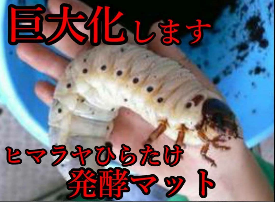 デカクなりすぎ注意！ヒマラヤひらたけ発酵マット　産卵にも！増量100リットル