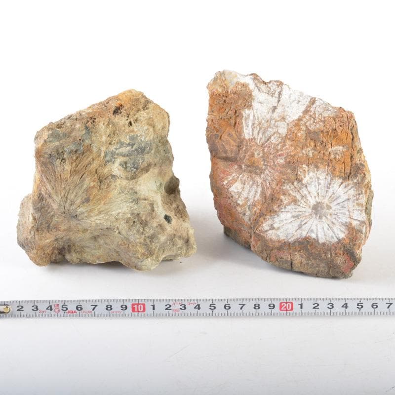 天然石　鑑賞石　菊花石など　置物　2点まとめて　C　5458A