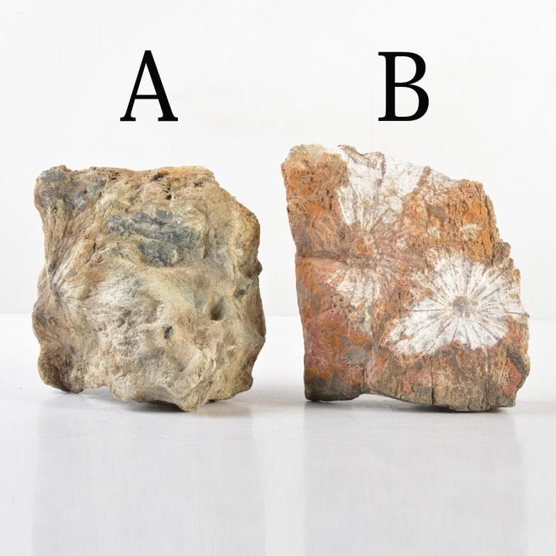 天然石　鑑賞石　菊花石など　置物　2点まとめて　C　5458A
