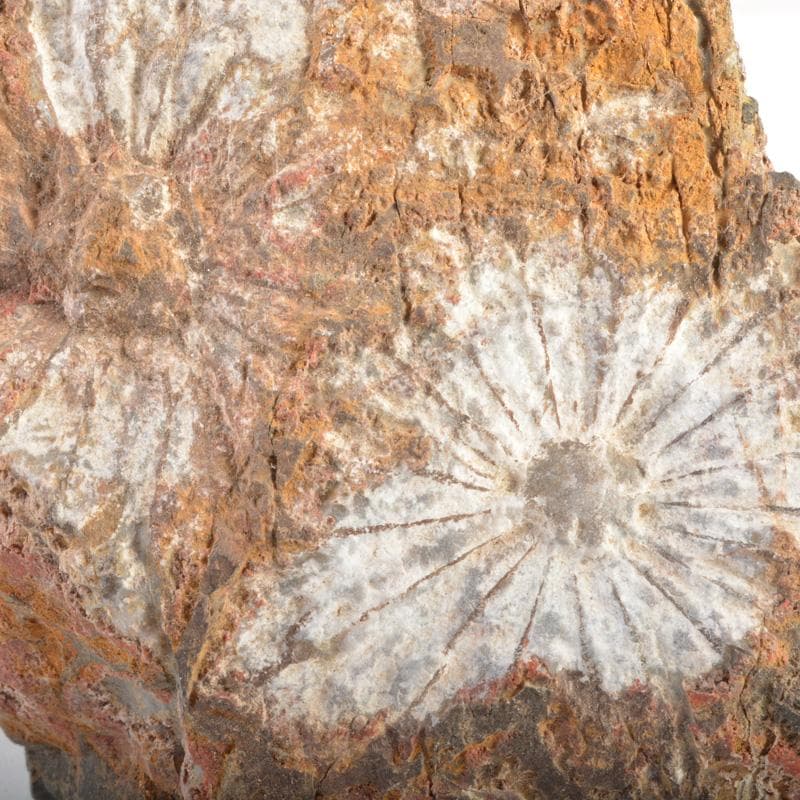 天然石　鑑賞石　菊花石など　置物　2点まとめて　C　5458A