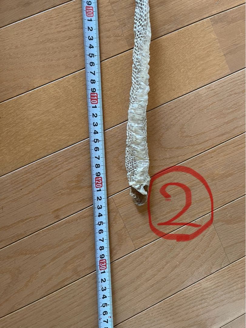 蛇の皮 約120cm