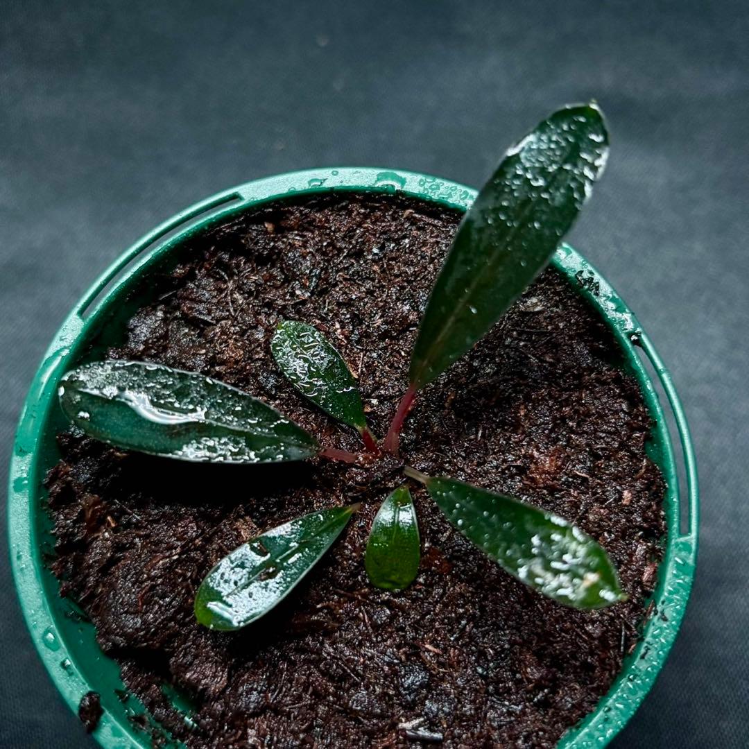 ブセファランドラsp.ピンクレディー