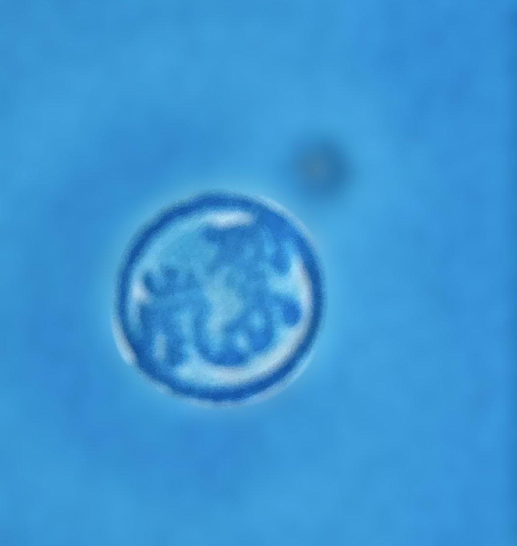 末広水指』塗替蓋付』　 中村翠嵐の「翠嵐窯」 『浅黄交趾』の青色の陶器