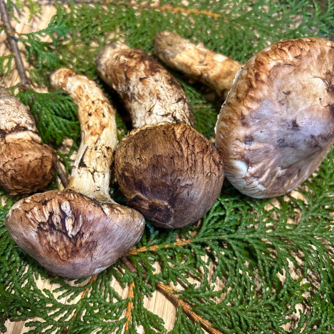 信州産‼️松茸 4本セット 180g 10/13 朝採れ