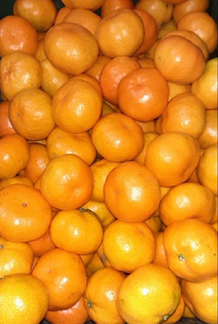 愛媛県産　うまい　早生みかん　みかん　柑橘　15kg