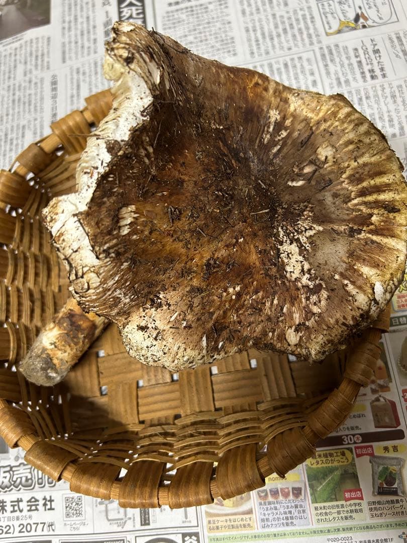 岩手県産松茸　最終15時〆切【特大開き308g 】シーズンラスト