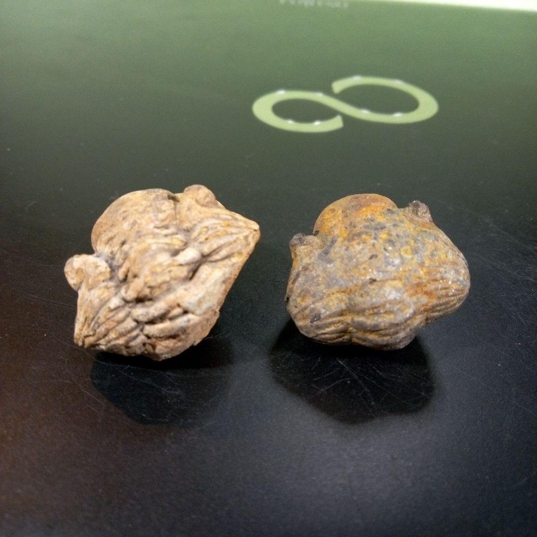 三葉虫　化石　fossil　ボリビア産　レア　Fossil識別⑧　２個セット