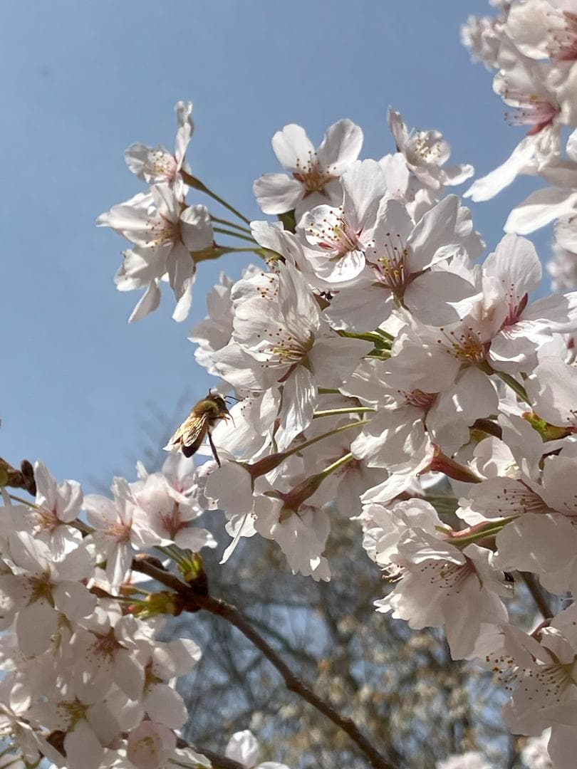 Fika 23　【令7新蜜】国産蜂蜜 百花蜜 1000g 2本