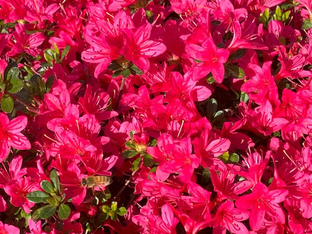 Fika 23　【令7新蜜】国産蜂蜜 百花蜜 1000g 2本