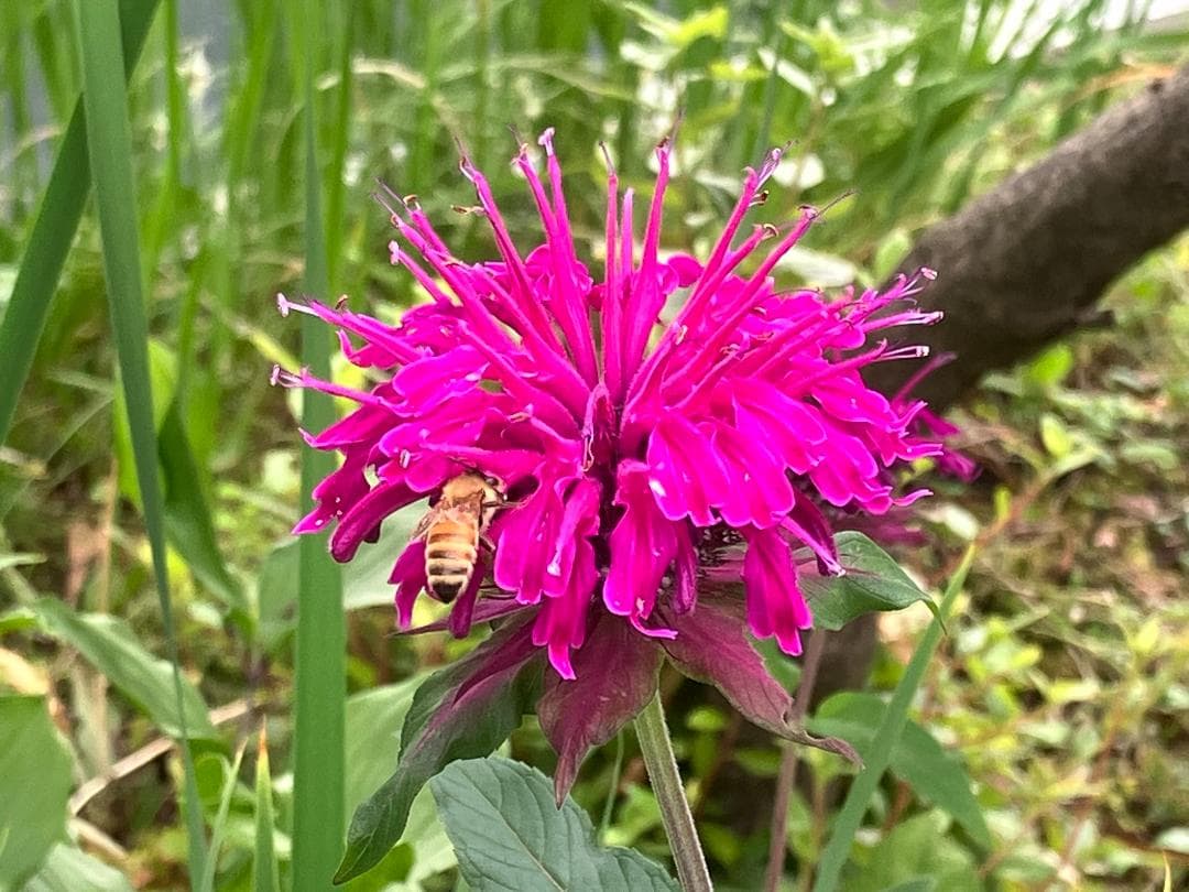 Fika 23　【令7新蜜】国産蜂蜜 百花蜜 1000g 2本