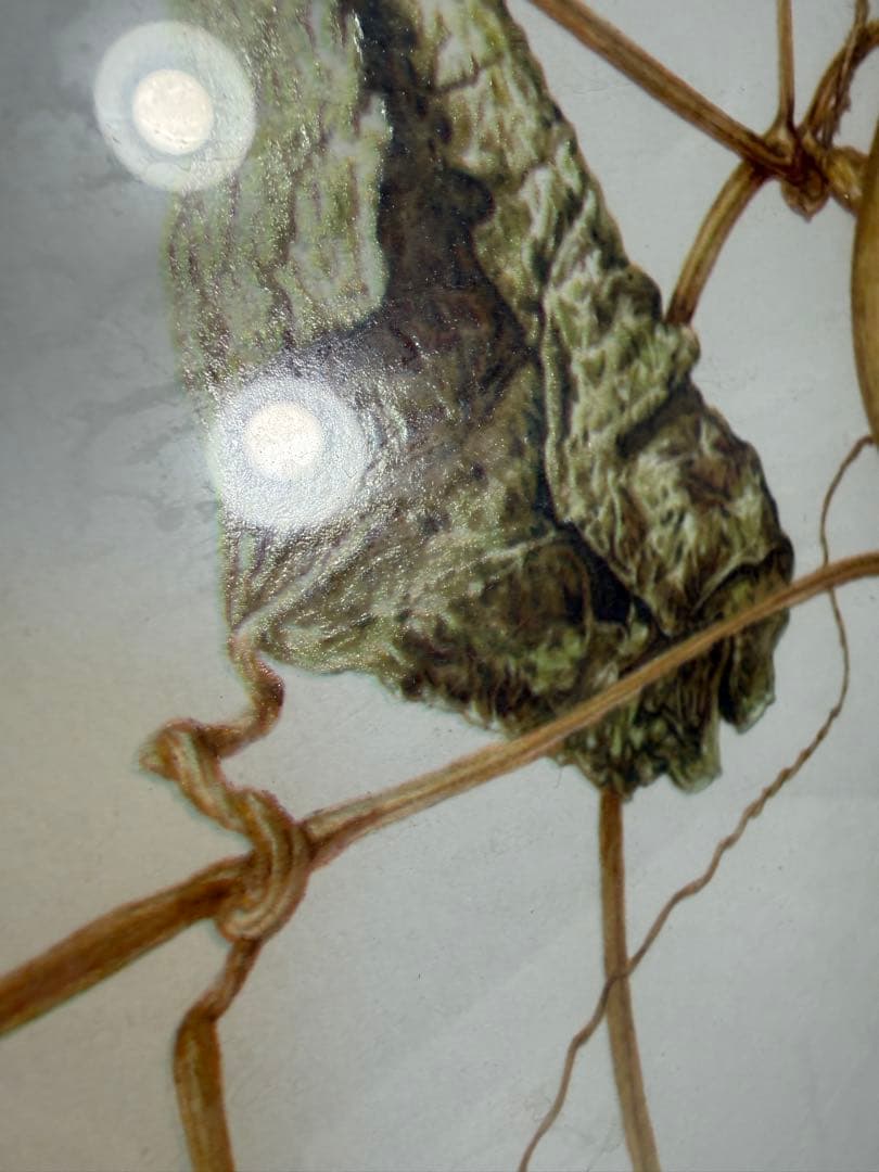 限定25/175 植物写実版画 額装 M.Tateishi ボタニカルアート