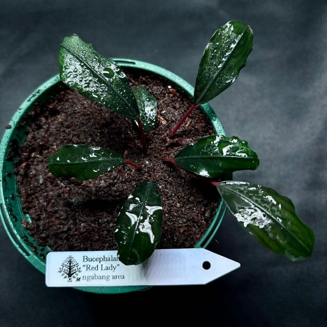 ブセファランドラsp.レッドレディー