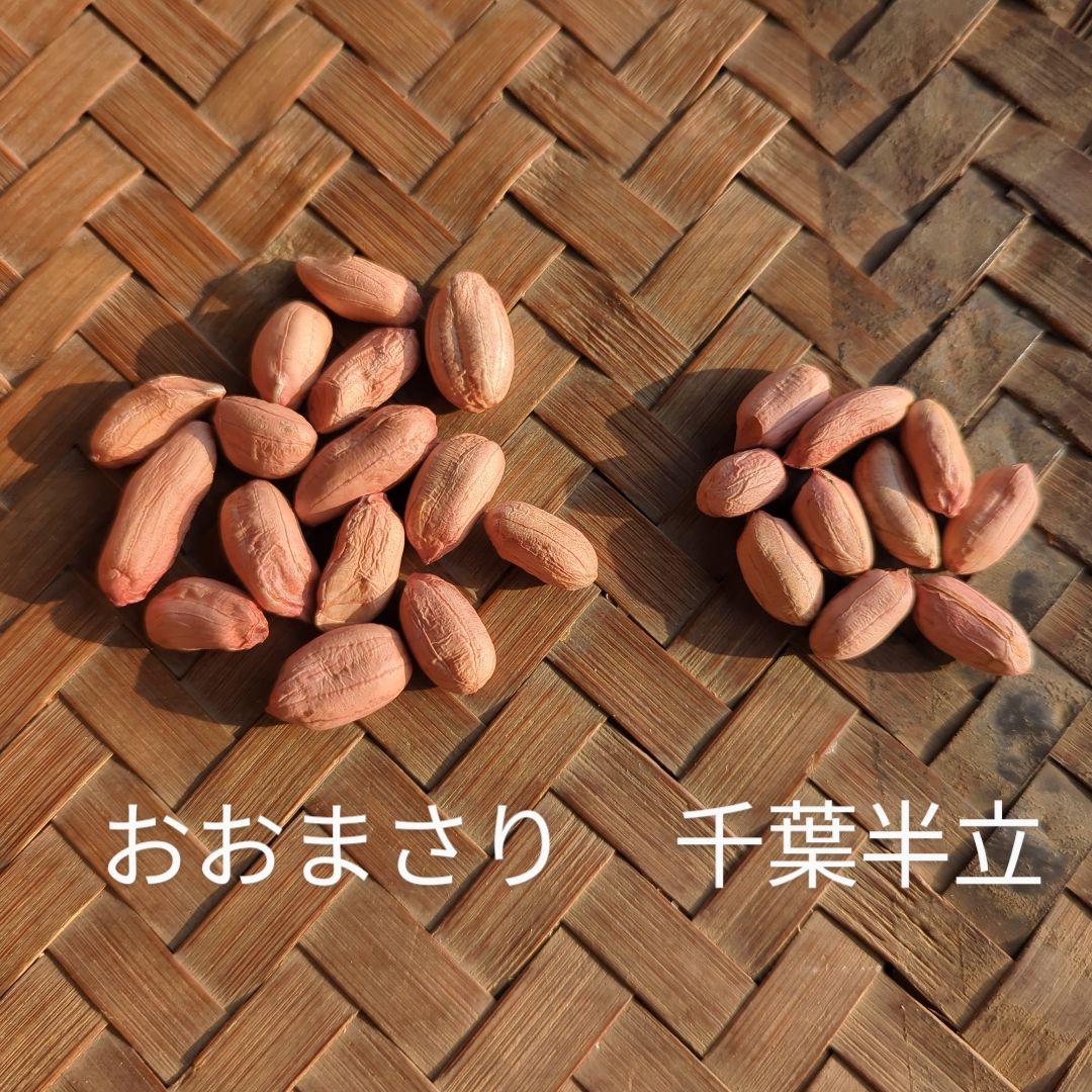 きくらげタクシー　千葉県産 おおまさり 手むき 乾燥生落花生