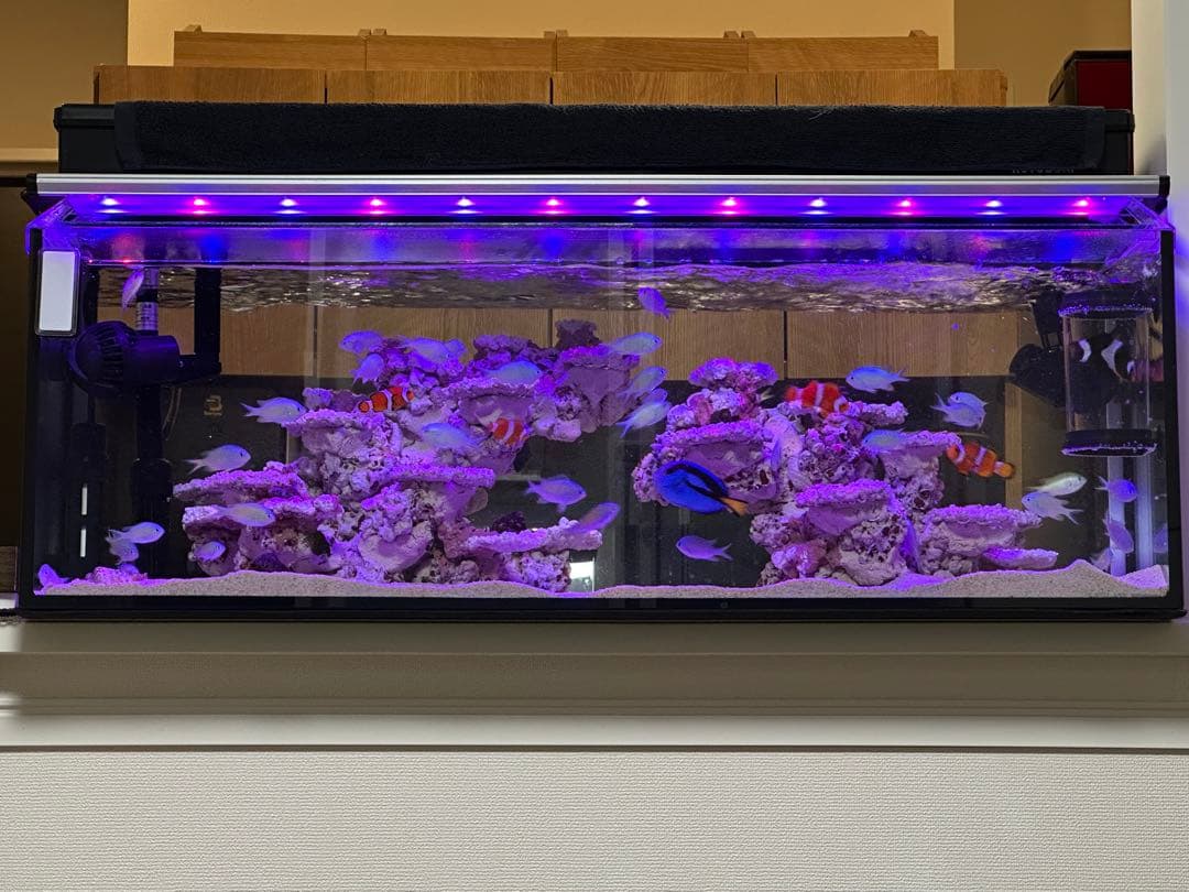 水槽&人工ライブロックセット‼️