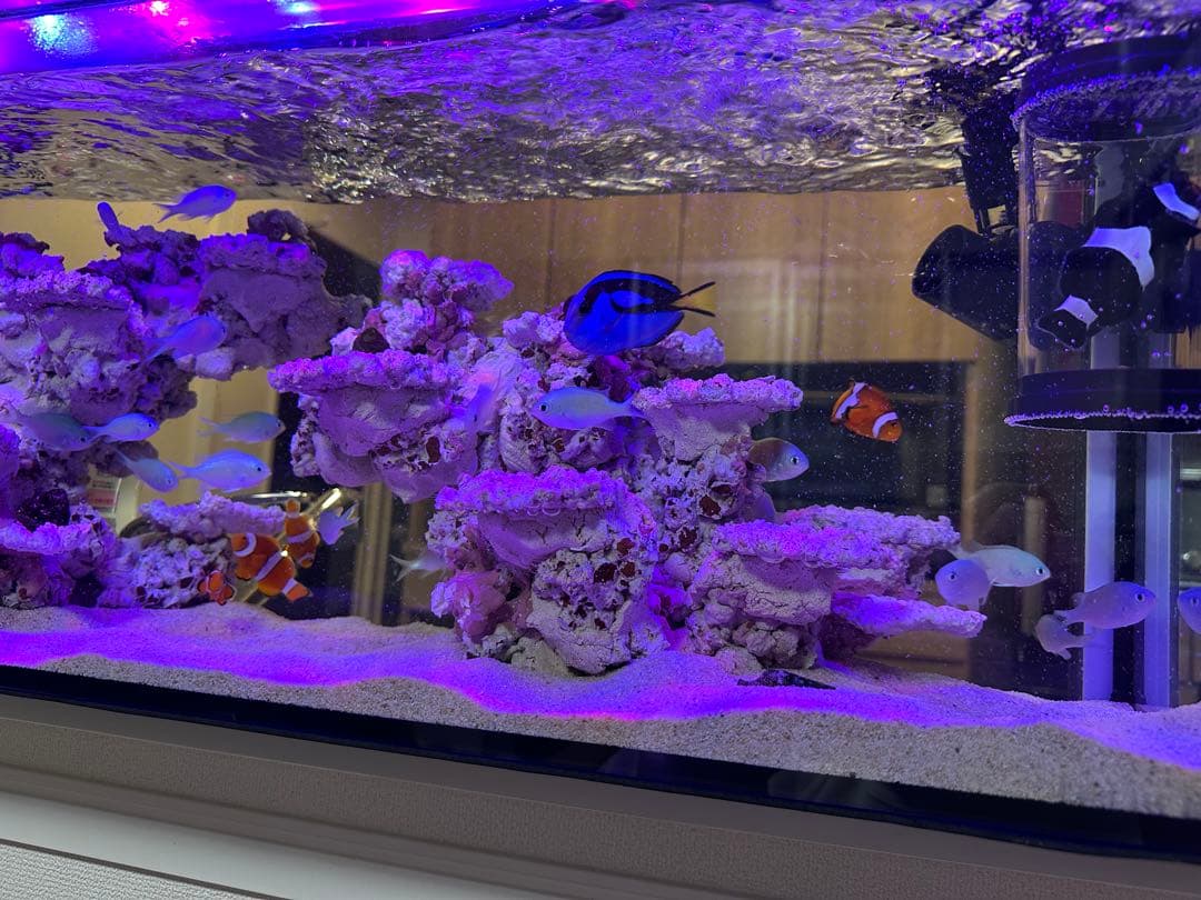 水槽&人工ライブロックセット‼️